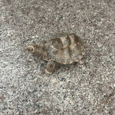 wade porcelain turtle Trinket Box