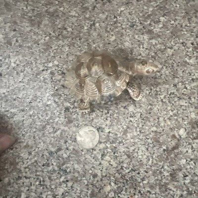 wade porcelain turtle Trinket Box